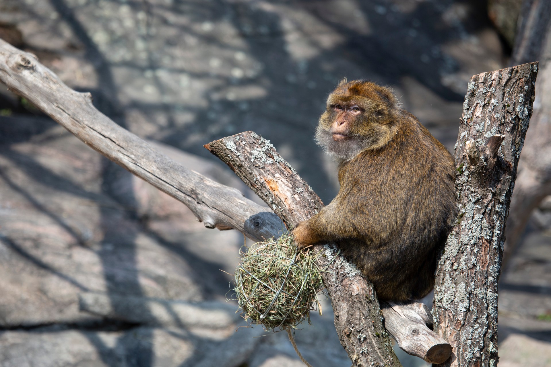 Korkeasaari Zoo: A Family Day Out on a Helsinki Island